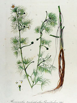 Haarblaettriger Wasser-Hahnenfuss (Ranunculus trichophyllus CHALX.)