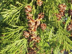 Lawsons Scheinzypresse, Oregonzeder (Chamaecyparis lawsoniana)