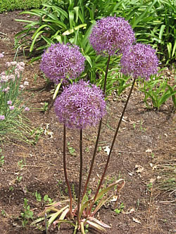 Lauch (Allium)